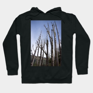 tree trunks Hoodie